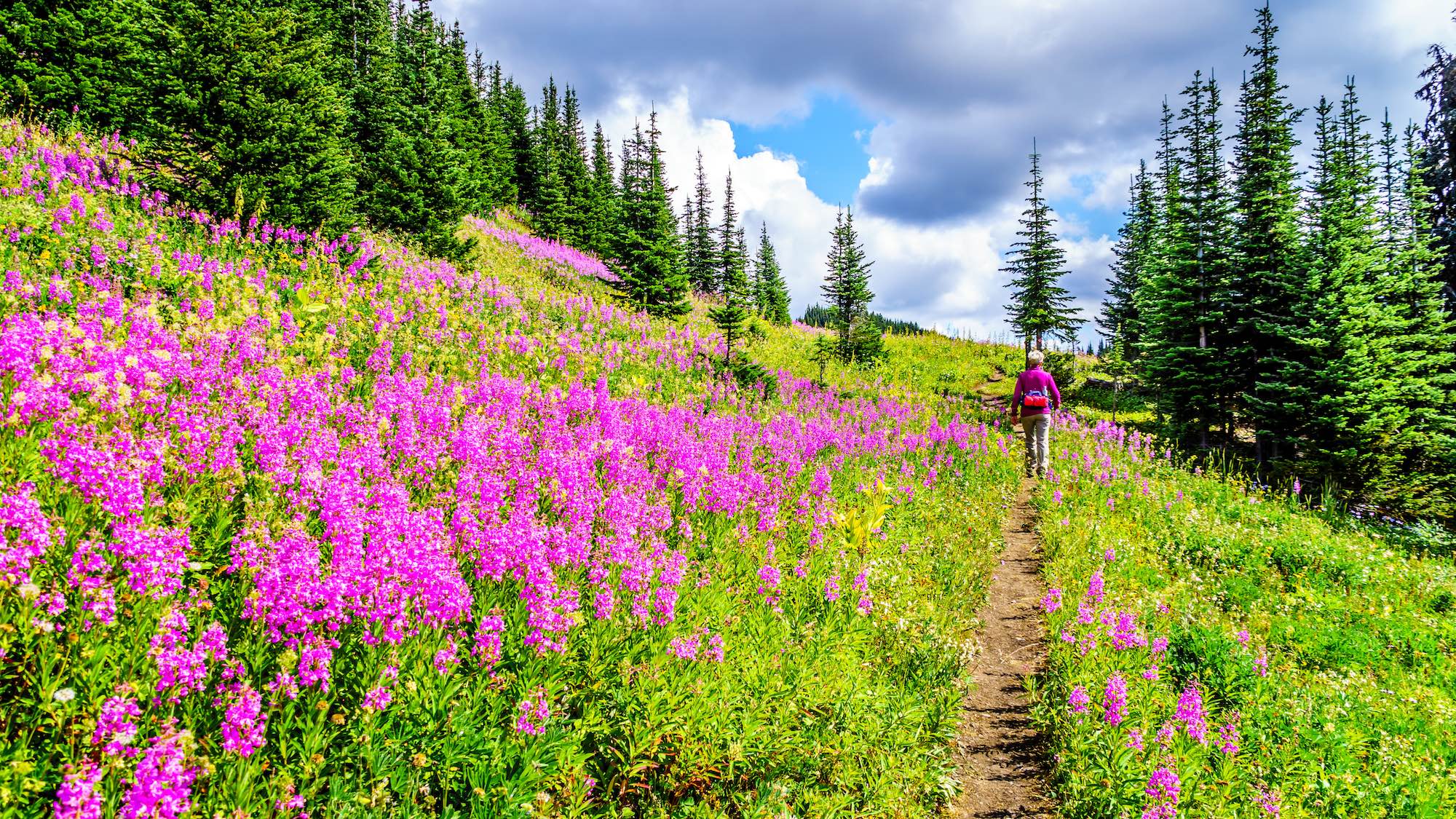 Senior woman on a hiking trail in alpine meadows covered in pink Fireweed flowers during a hike to Mount Tod, near Sun Peaks village in the Shuswap Highlands of central British Columbia