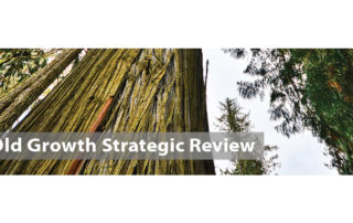 Old-Growth Strategic Review by BC Government