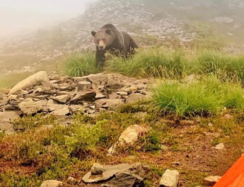 Aggressive Grizzly Bear near Whistler